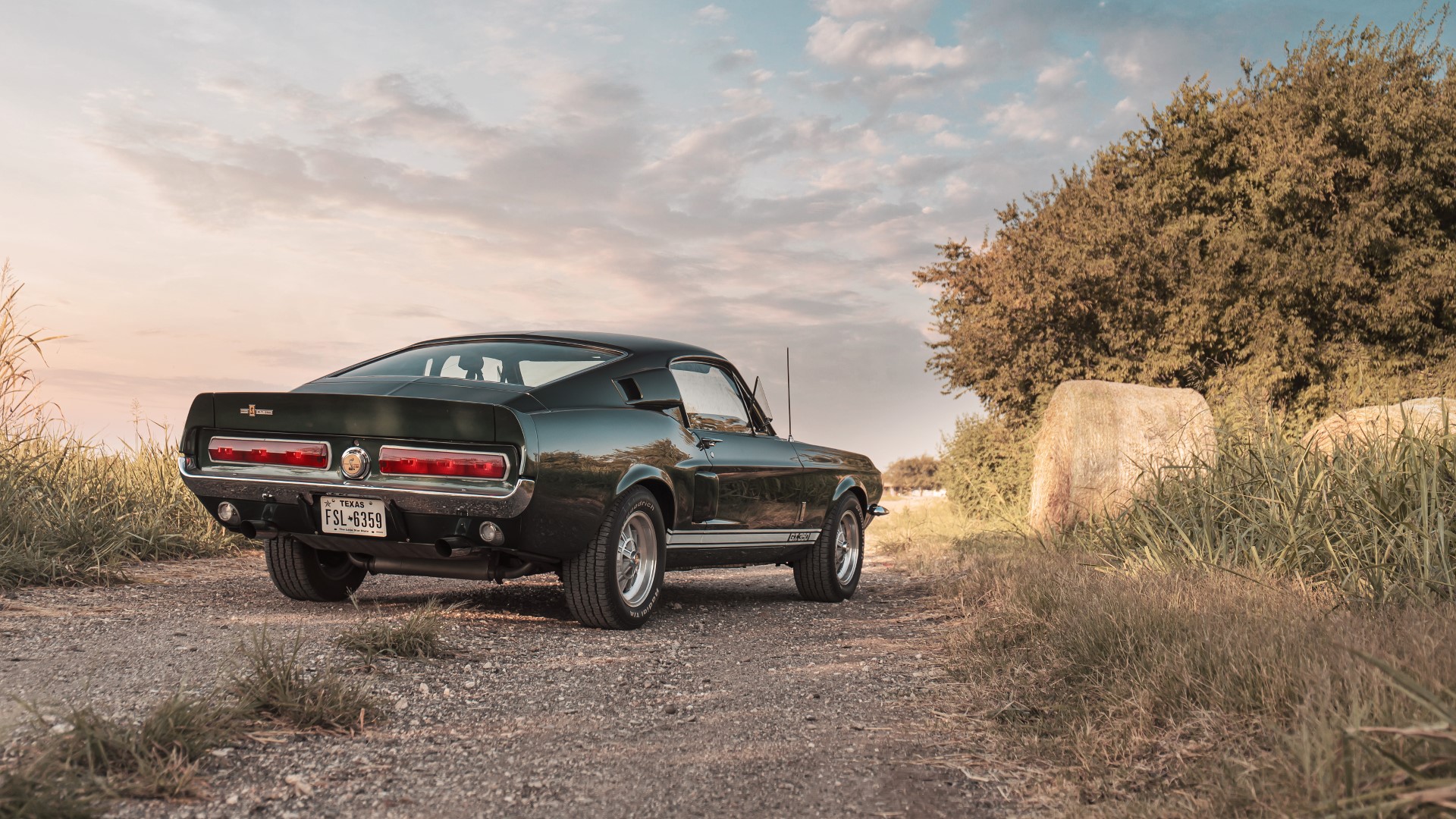 Shelby Mustang GT350 & GT500 